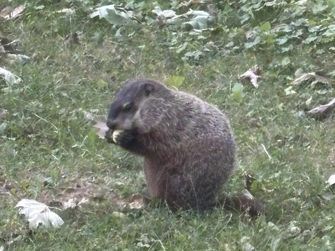 希望山公墓-罗切斯特必去景点