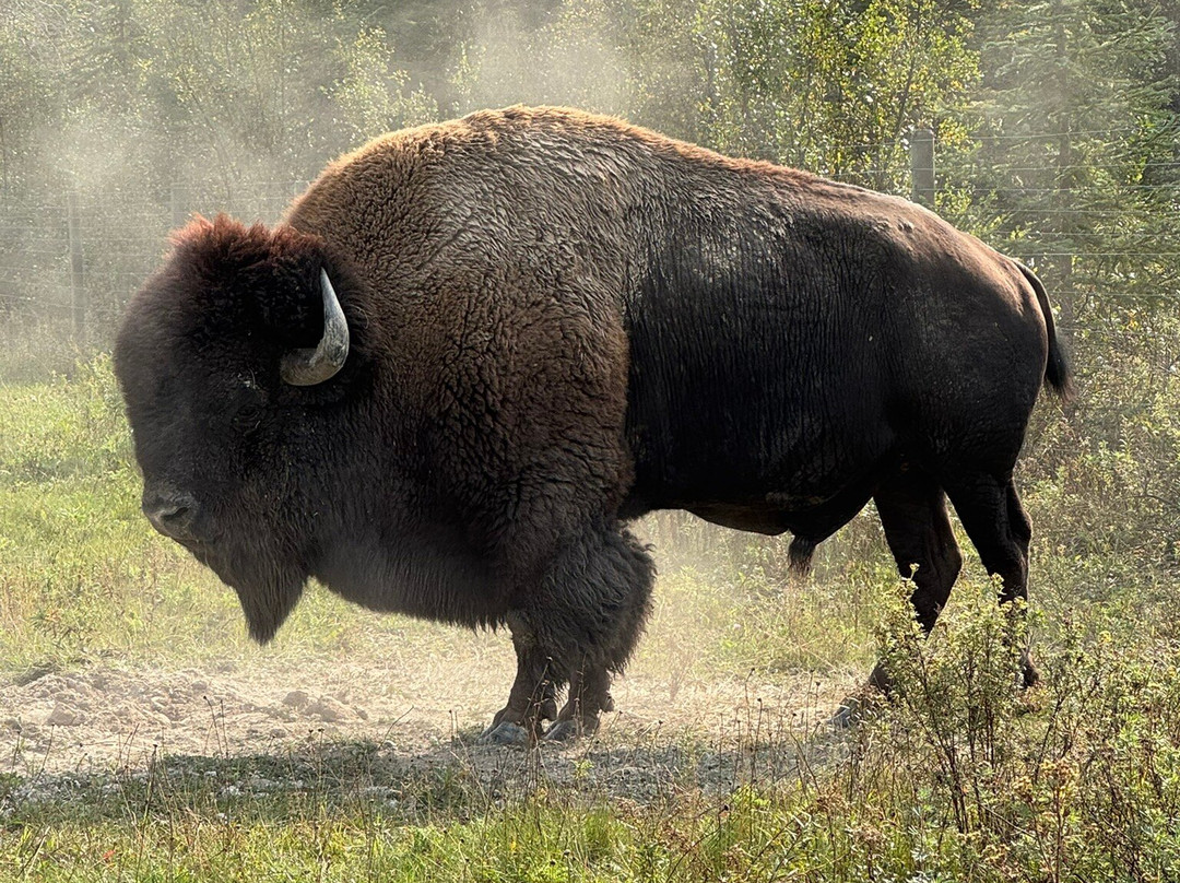 Rocky Mountain Buffalo Ranch & Guest Cabins-戈尔登必去景点