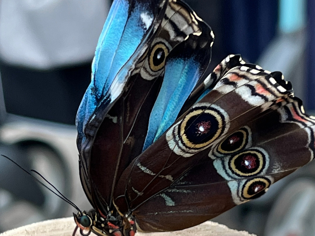 Vlindertuin Vlindorado-Waarland必去景点