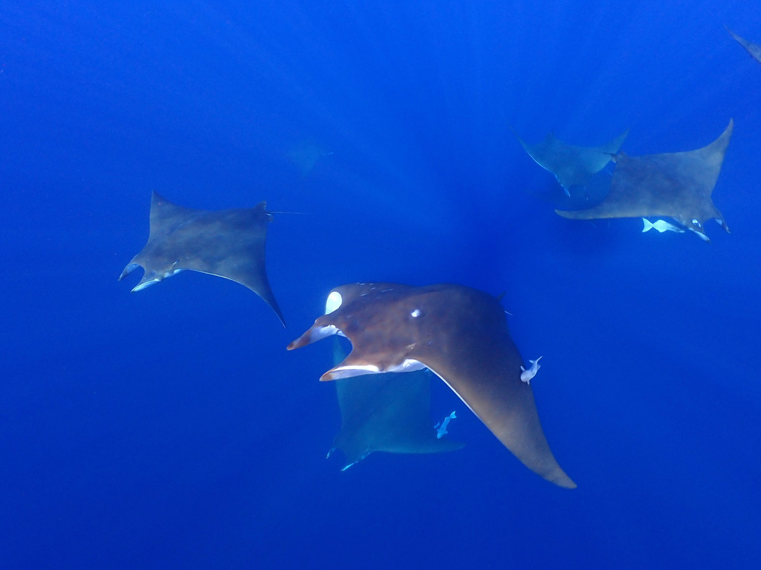 Azores Freediving-波尔图镇必去景点