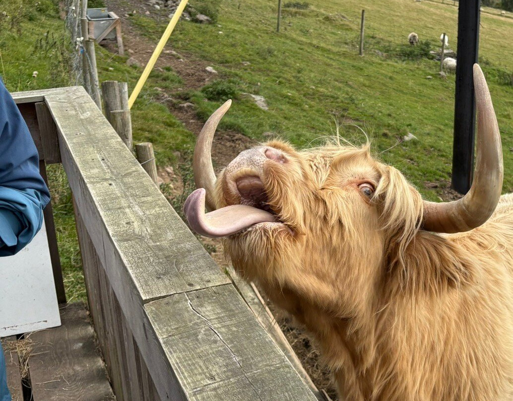 Loch Ness Highland Cows-德拉姆纳德罗希特必去景点