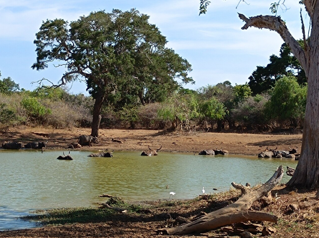 Aaryan Cars-科伦坡必去景点