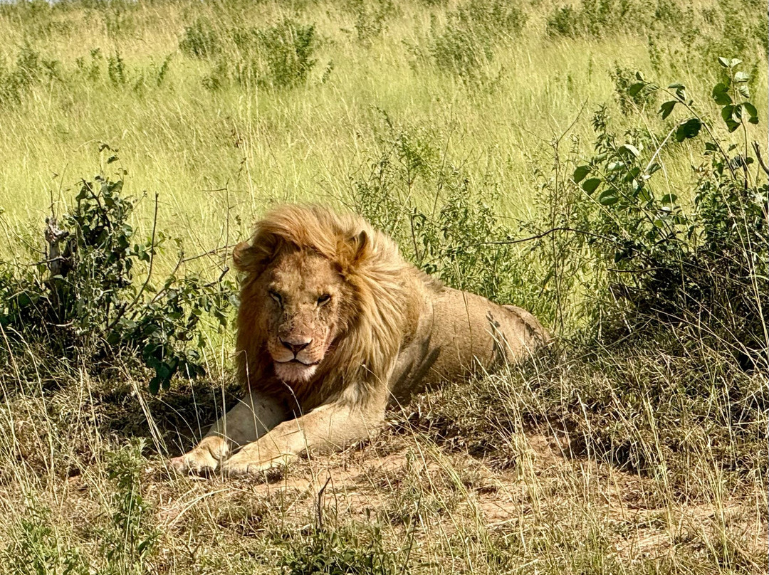 Safari Talk Tours Ltd-蒙巴萨必去景点