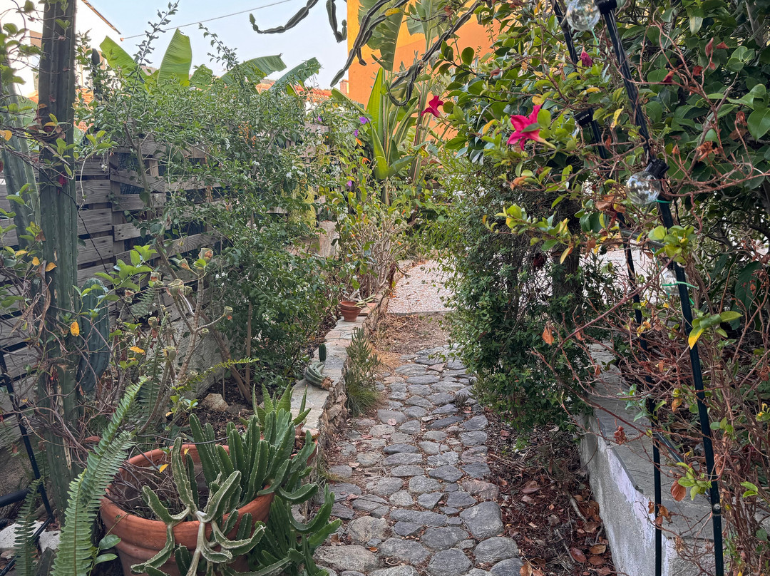 B&B Chorisia (IUN E5436)主图