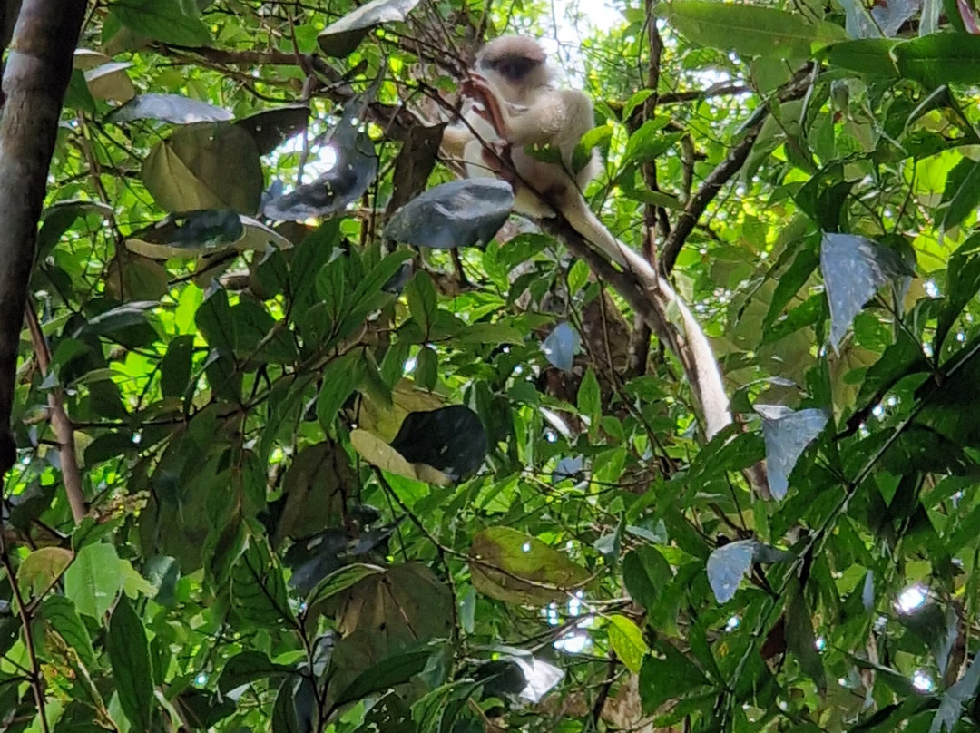 Sinharaja Rainforest Tour-Deniyaya必去景点