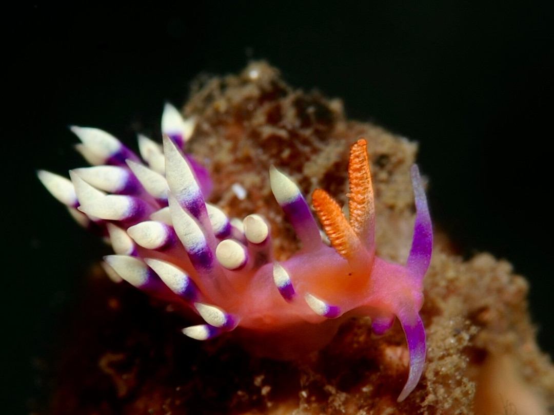 The Lumbung Tejakula主图