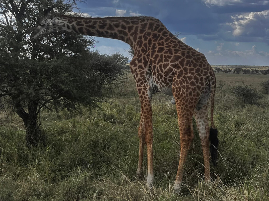 Shemeji Safari-阿鲁沙必去景点