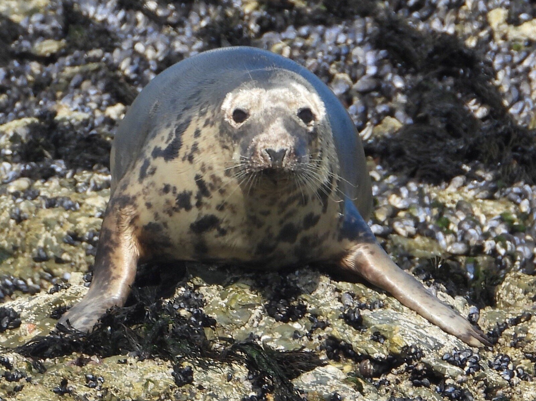 St. Ives Sea Trips-圣艾维斯必去景点