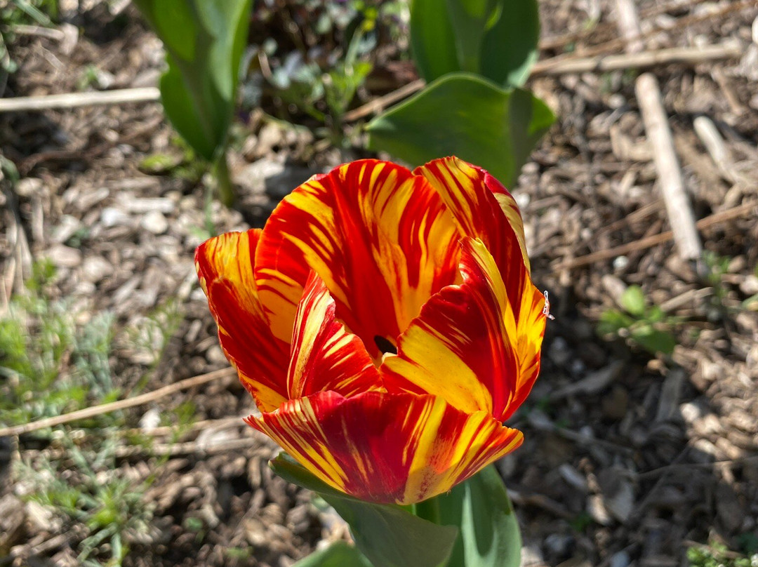 Wild Meadows Garden Little Hartley Nsw