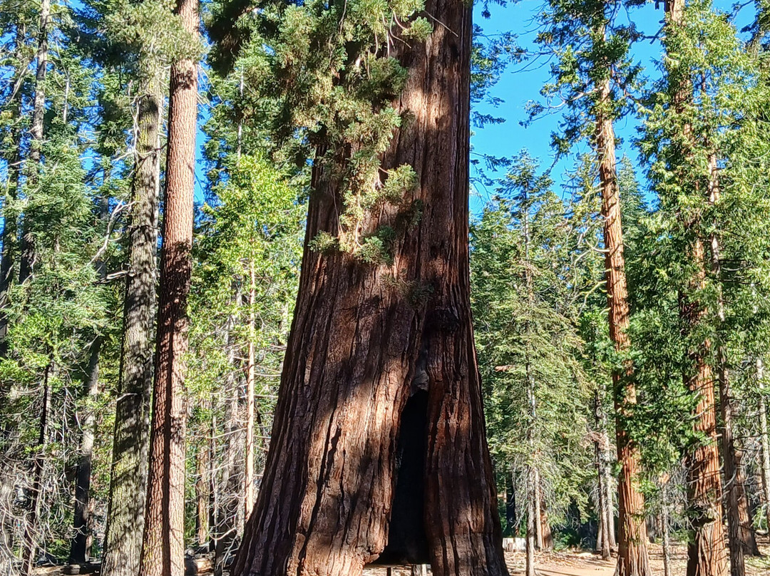 Mariposa Grove of Giant Sequoias-优胜美地国家公园必去景点