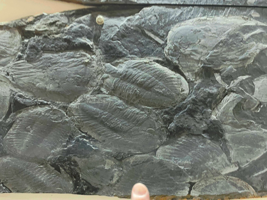 Museu Das Trilobites-阿洛卡必去景点