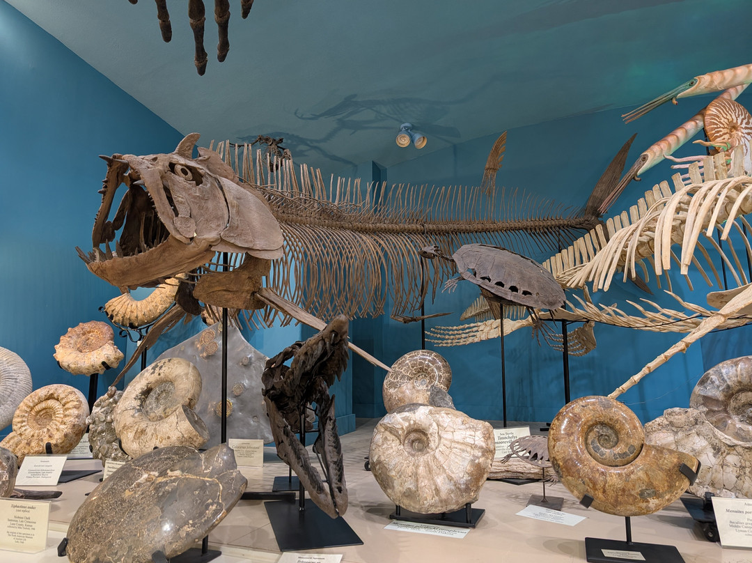 The Museum @ Black Hills Institute-希尔城必去景点