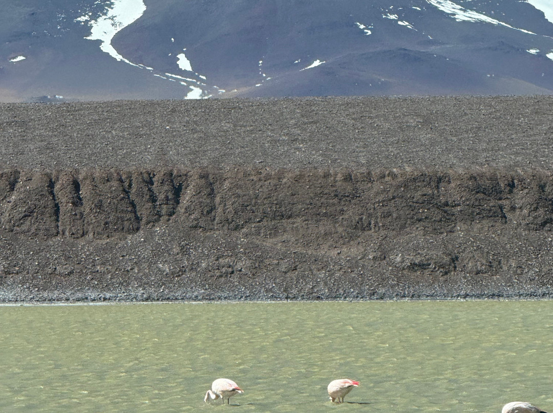 Laguna Brava-null必去景点