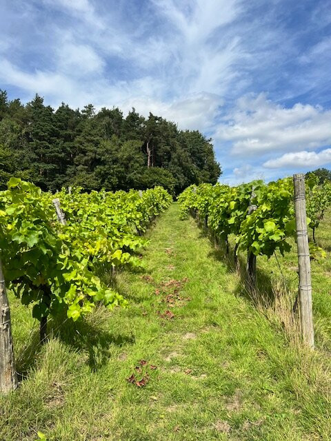 Sedlescombe Organic Vineyard-Sedlescombe必去景点