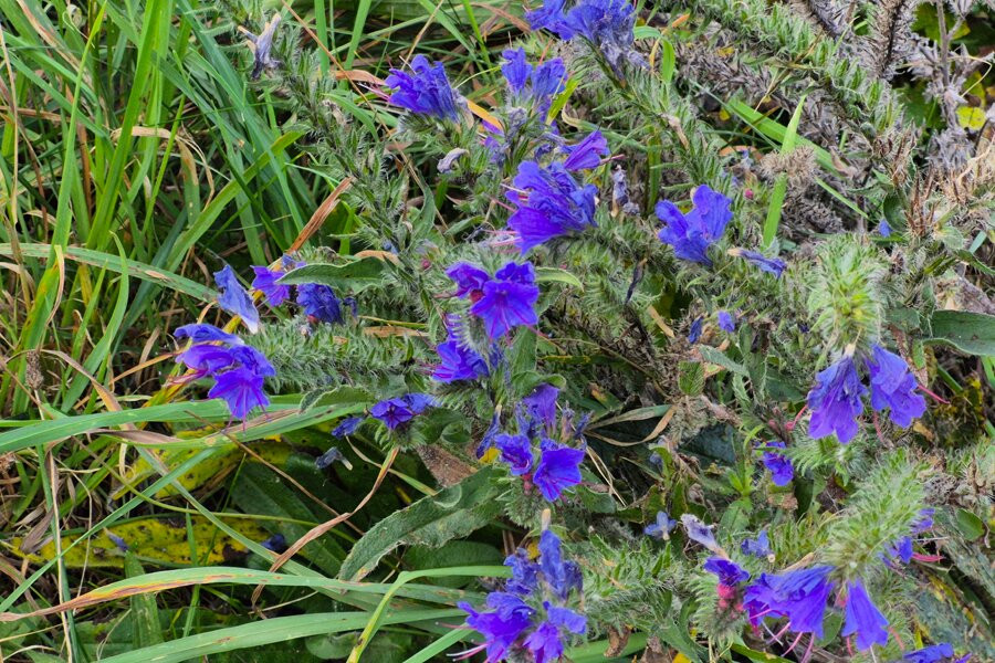 Landguard Nature Reserve-费力克斯托必去景点