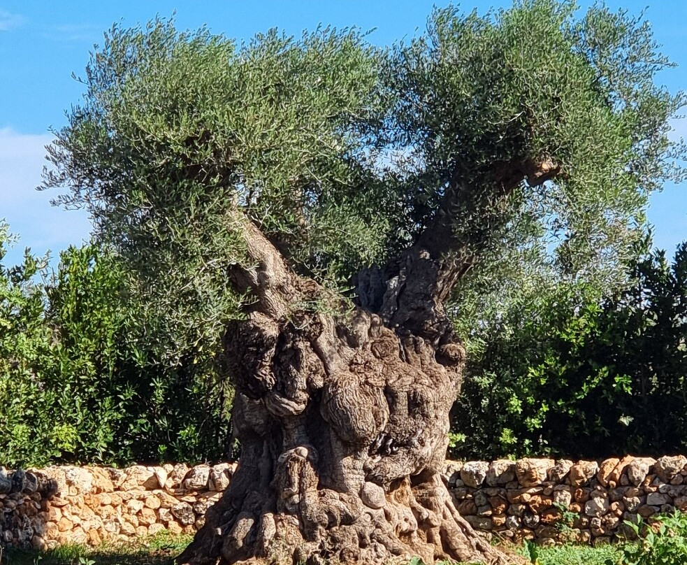 Masseria Don Luigi - Luxury Farmhouse主图