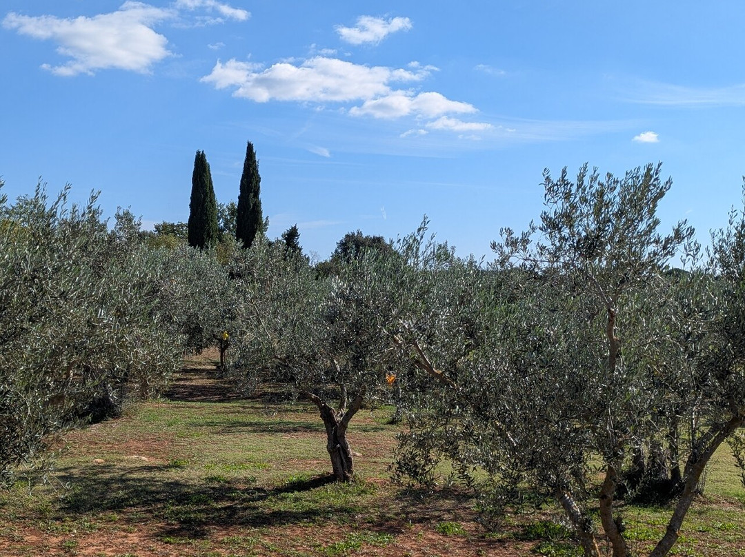Mare Wines & Olive Oil-罗维尼必去景点