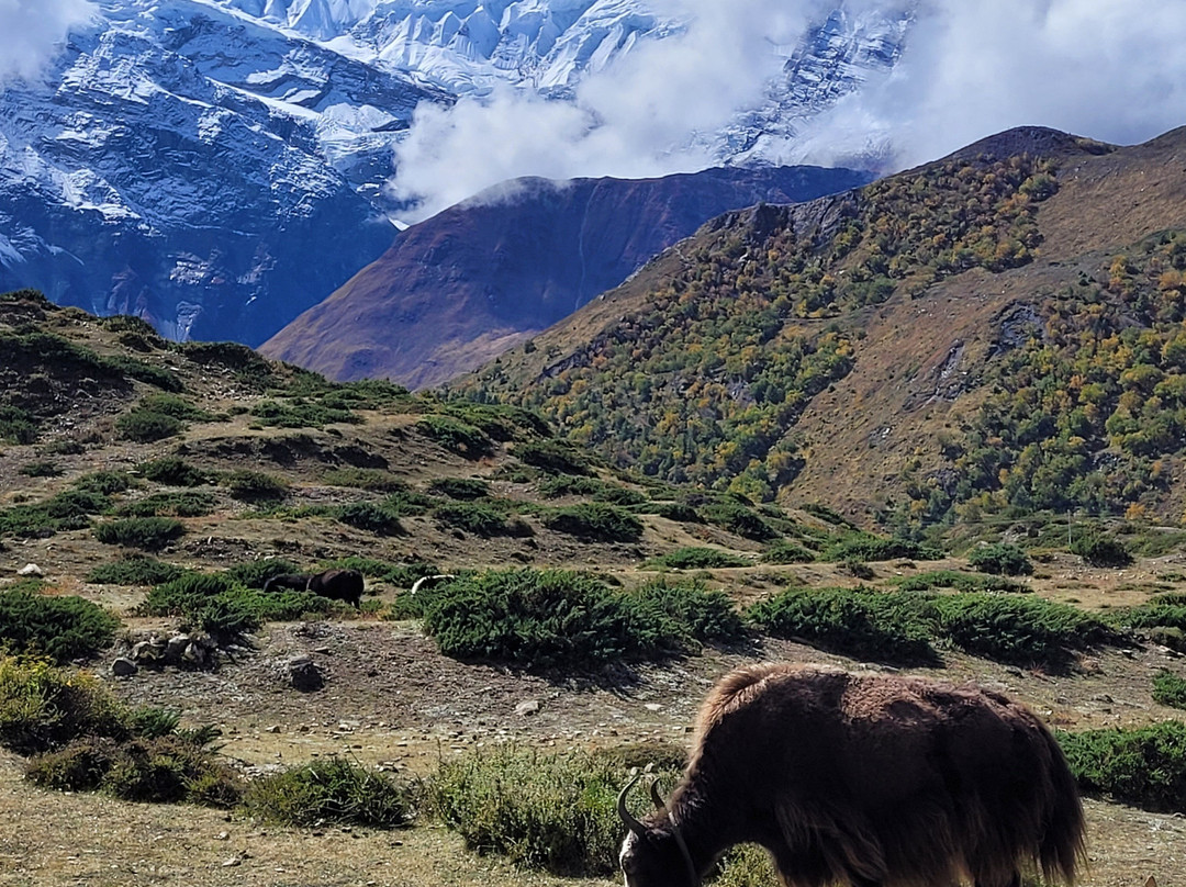 Nepal view treks and expedition pbt.ltd-纳加阔特必去景点