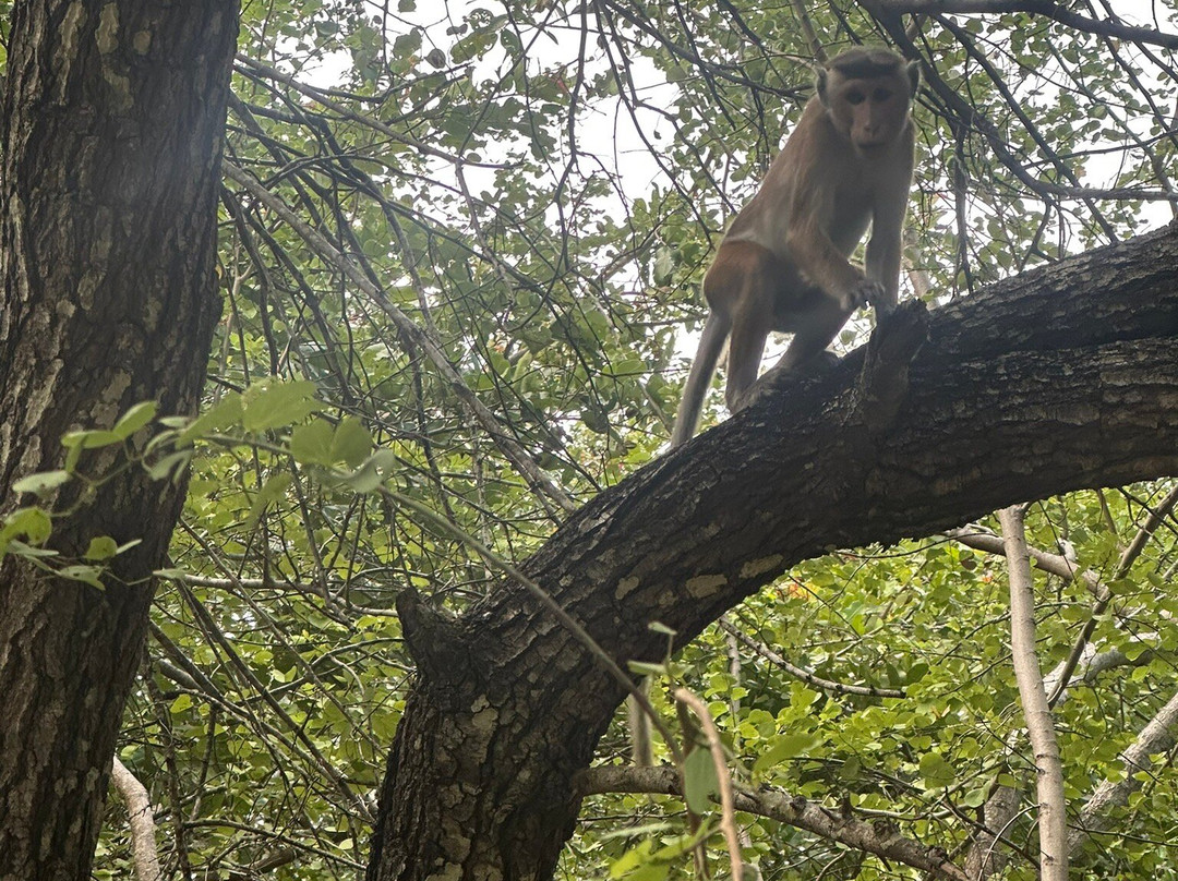Minneriya jeep safaris tour-哈巴拉娜必去景点
