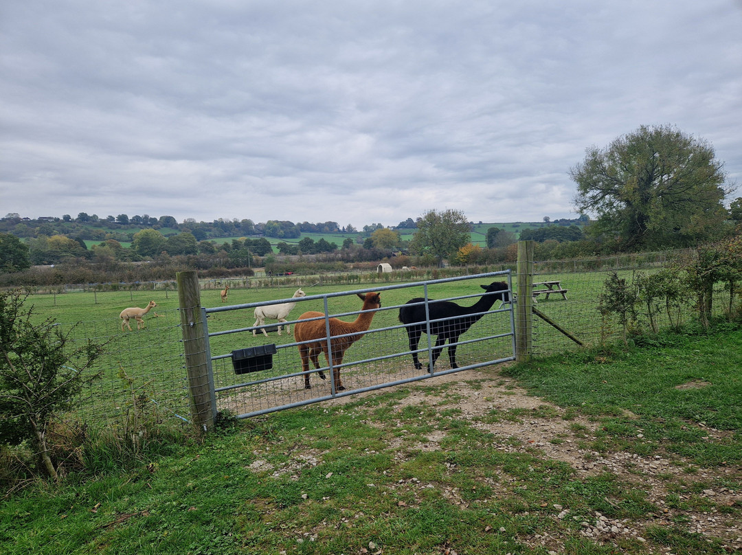 Brackenfield Alpacas-马特洛克必去景点