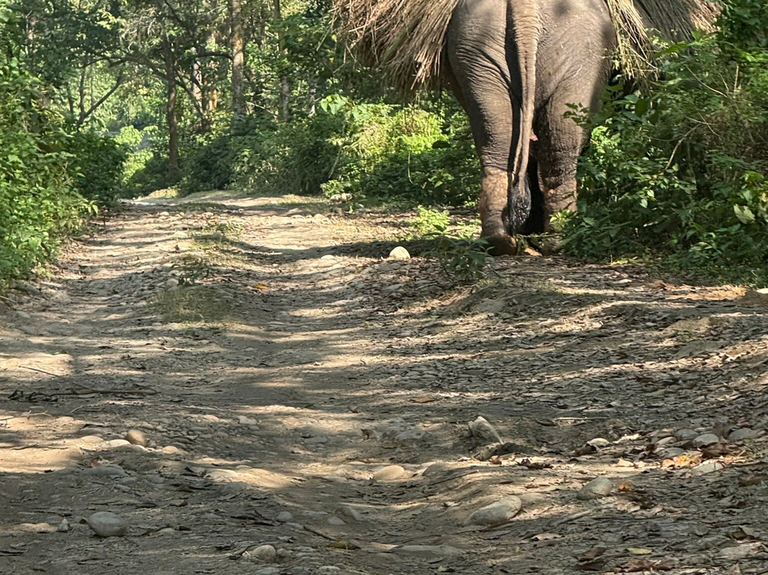 Soaltee Westend Resort Chitwan主图