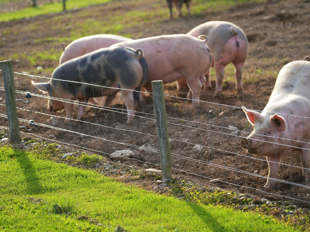 Parc Animalier De Rochehaut