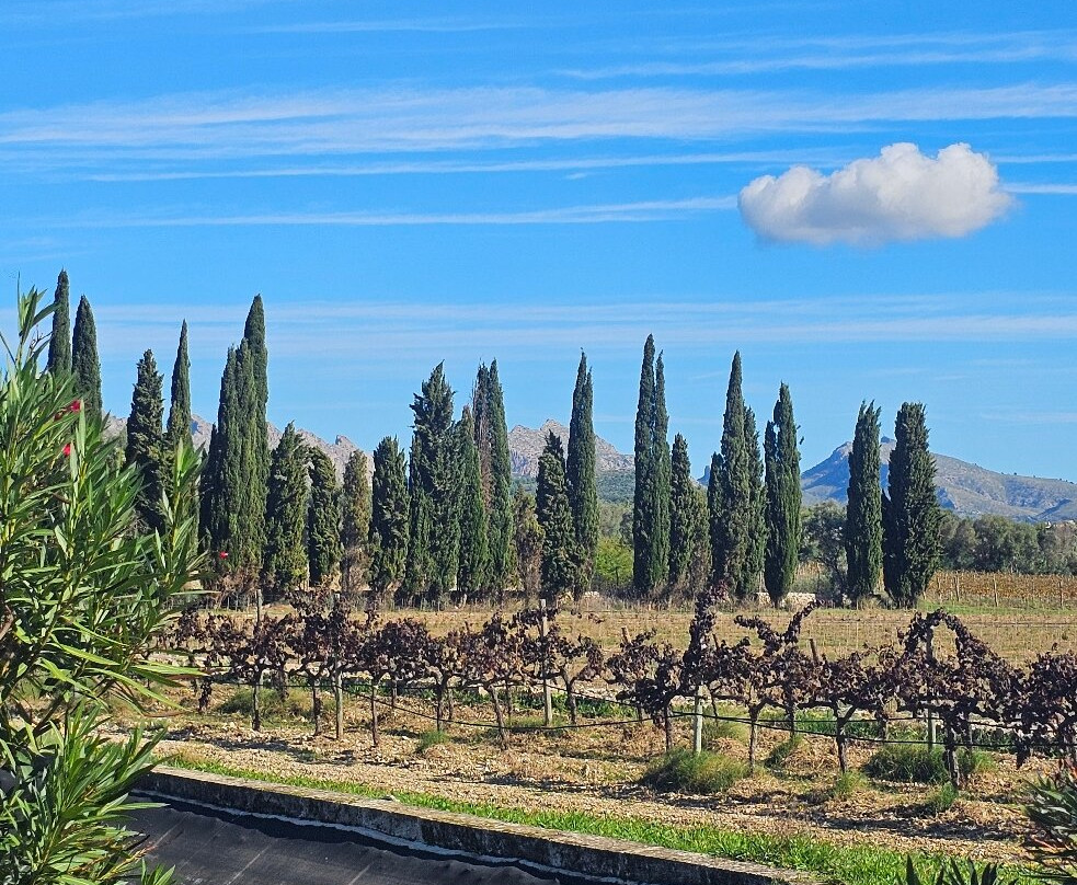 Bodegas Can Vidalet-Pollenca必去景点