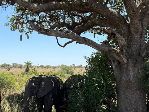 Kway tours and Safari's-桑给巴尔岛必去景点