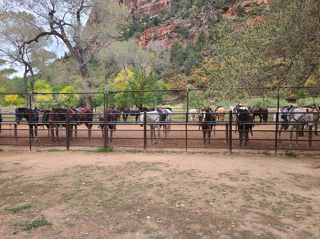 Canyon Trail Rides-锡安国家公园必去景点