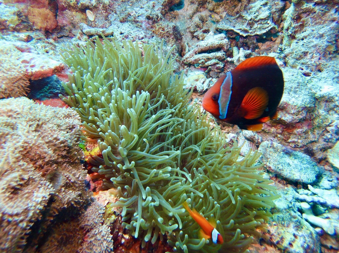 阿波岛海洋保护区-Apo Island必去景点
