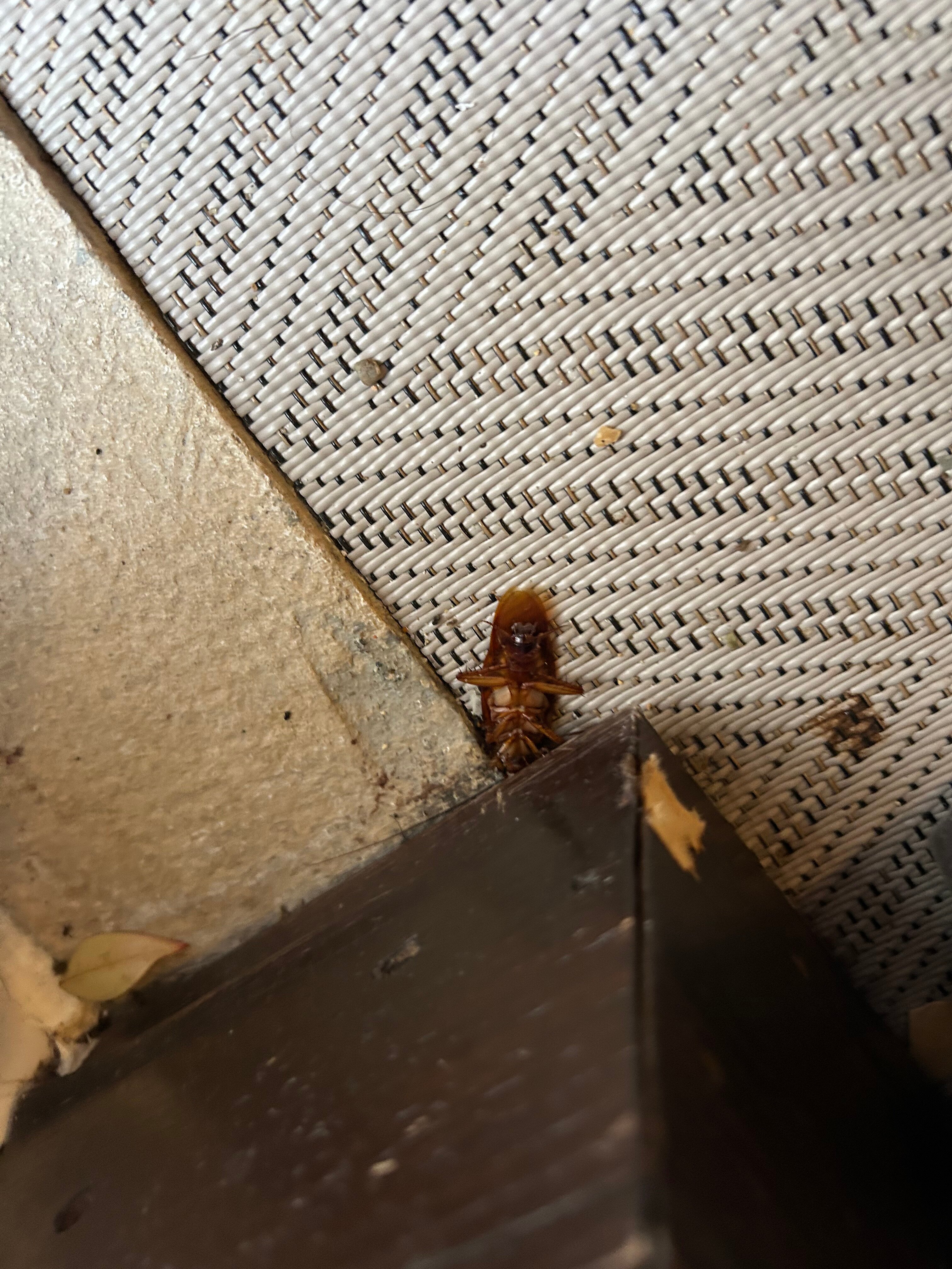 Hotel Inglaterra - Estoril-客卧