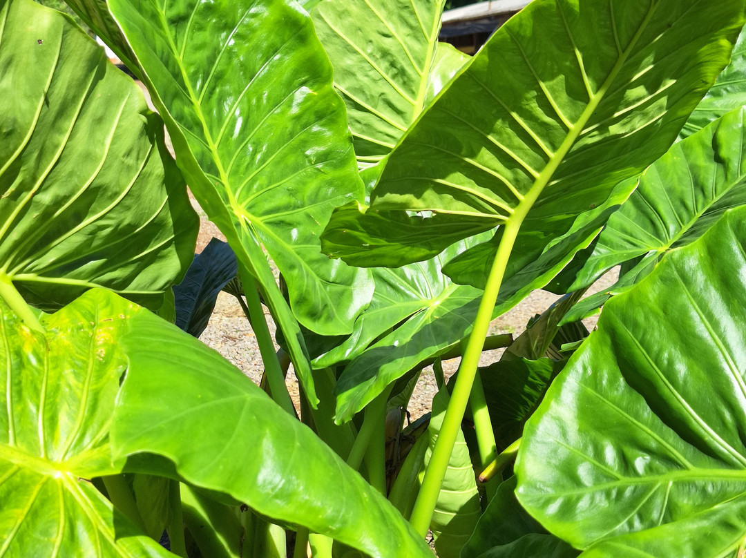 Cascata do Maringá-Vila Maria必去景点