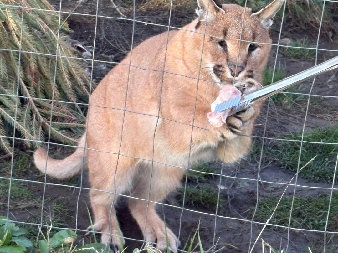 Ark Wildlife Park & Exotic Animal Sanctuary-Stickney必去景点