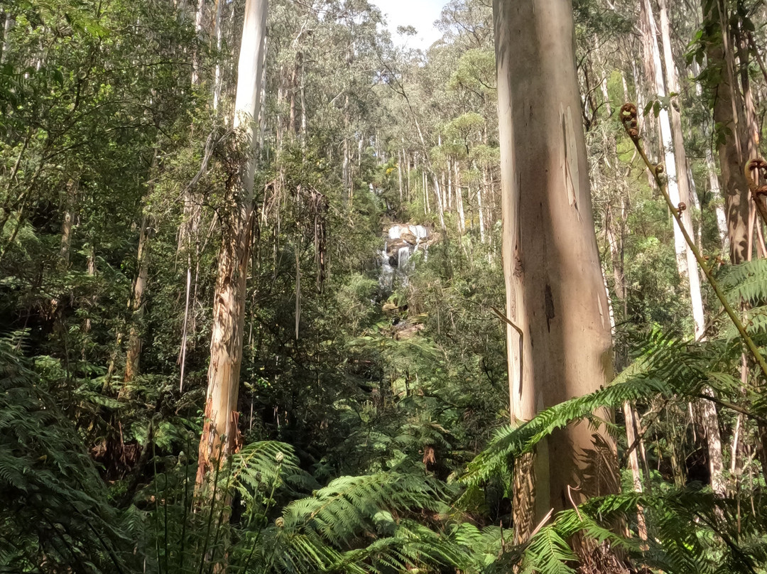 Toorongo Falls-Noojee必去景点
