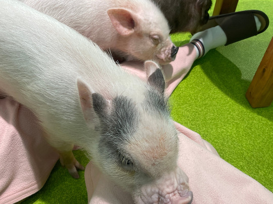 Mipig Cafe Fukuoka-Chuo必去景点