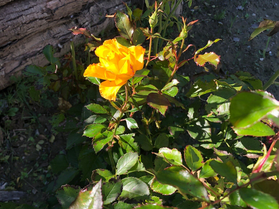 Relais Sant'Ambrogio Agriturismo主图