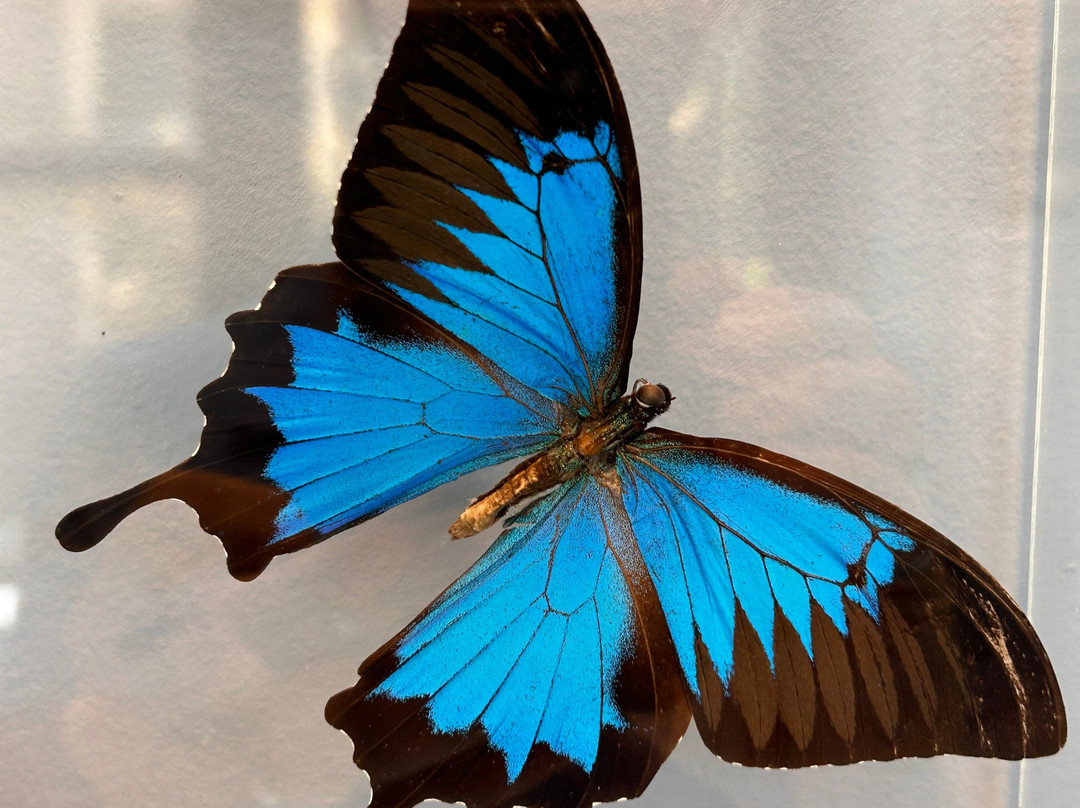 Cecil B Day Butterfly Center-Pine Mountain必去景点