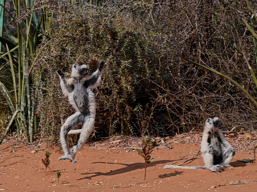 Madagascar Endemics & Resorts-安塔那那利佛必去景点