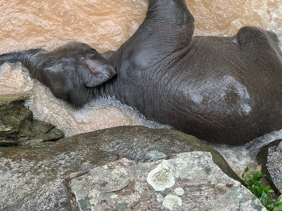 丛林天堂大象园-Mae Win必去景点