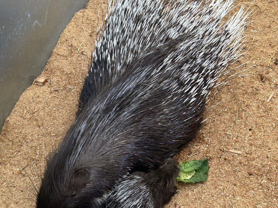 Dalscone Farm Fun-邓弗里斯必去景点
