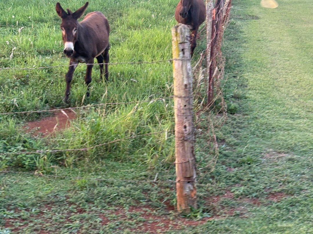 Kauai Plantation Railway-利胡埃必去景点