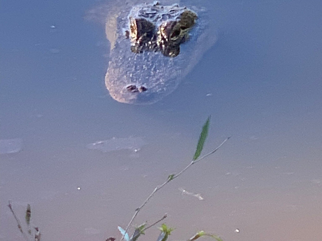 Blue Elbow Swamp-奥兰治必去景点