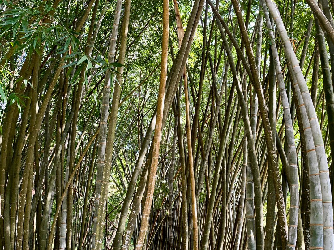 Royal Botanic Gardens Peradeniya-康提必去景点