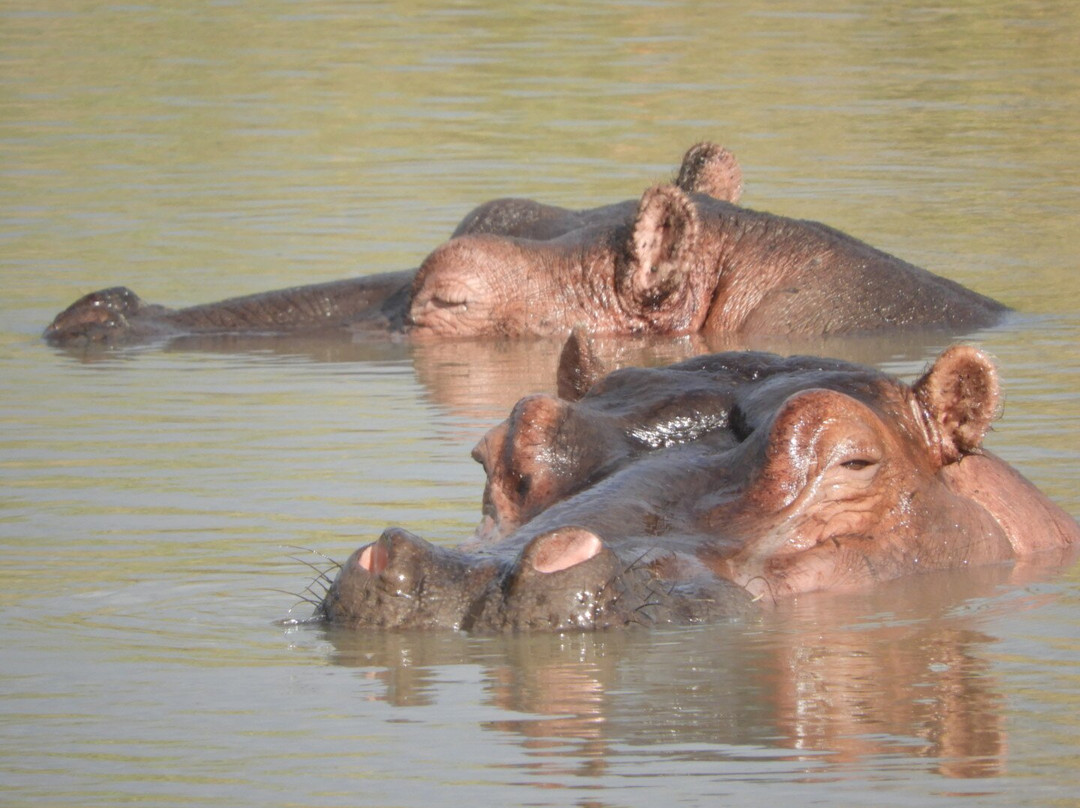 Wasili Kenya Safaris-内罗毕必去景点