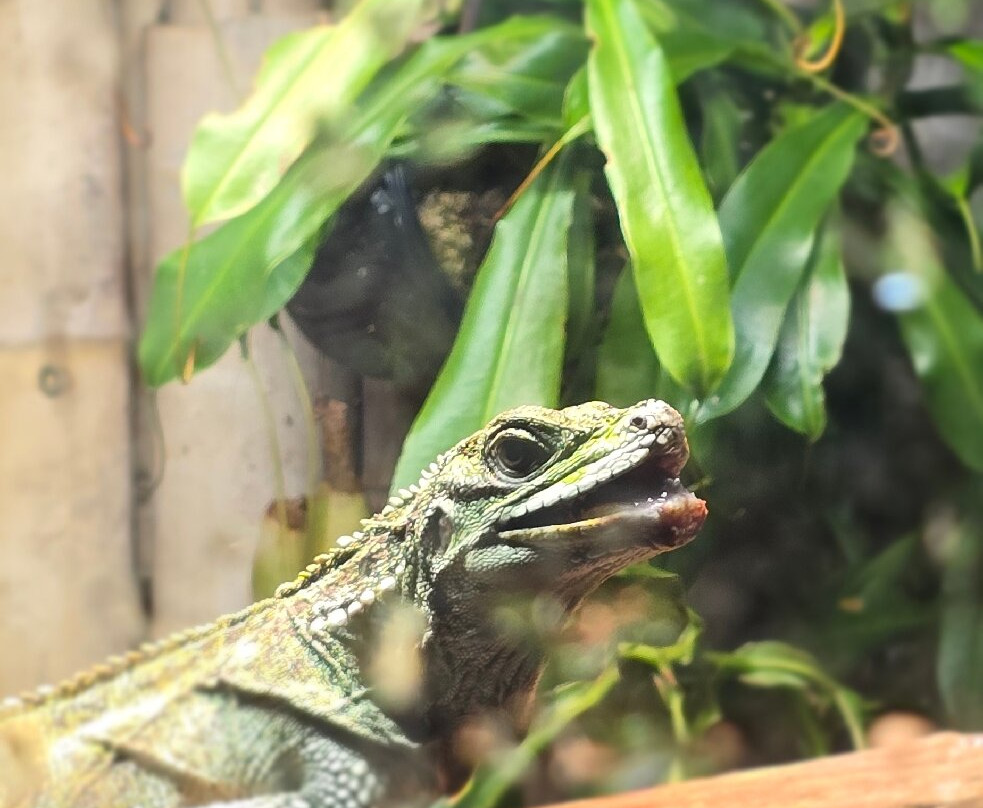 Plantasia Tropical Zoo-斯温西必去景点