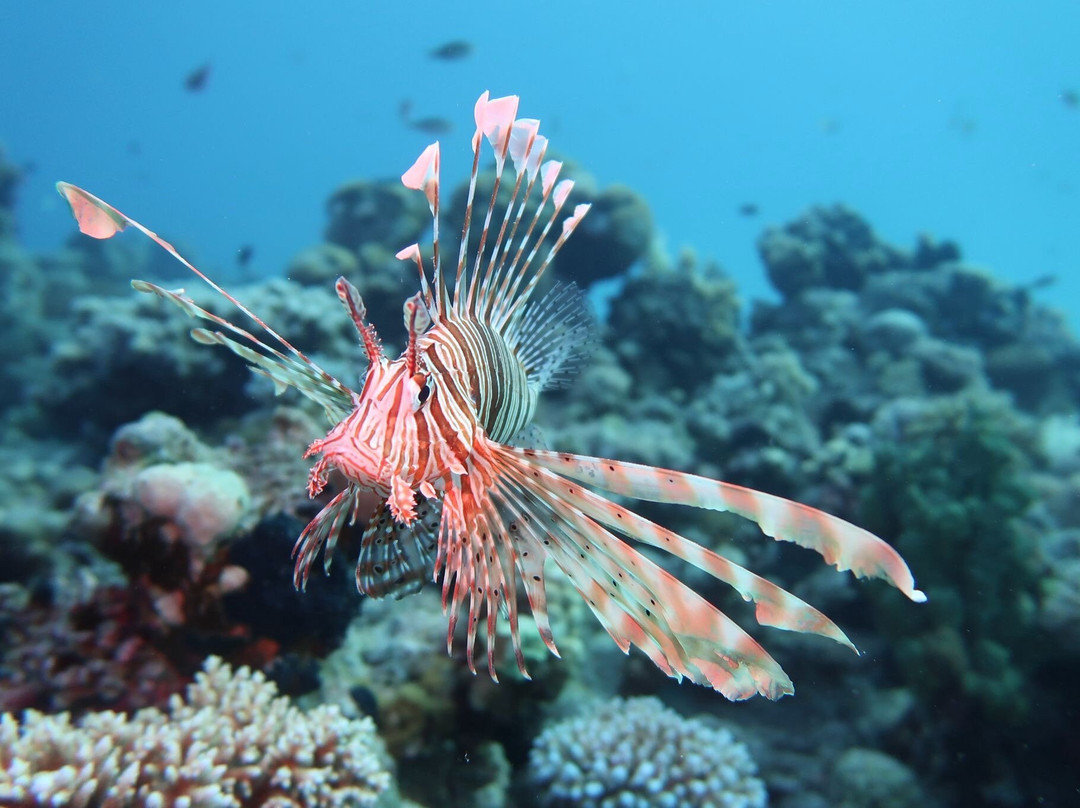 SUBEX Diving Center - Baron Palace-赫尔格达必去景点