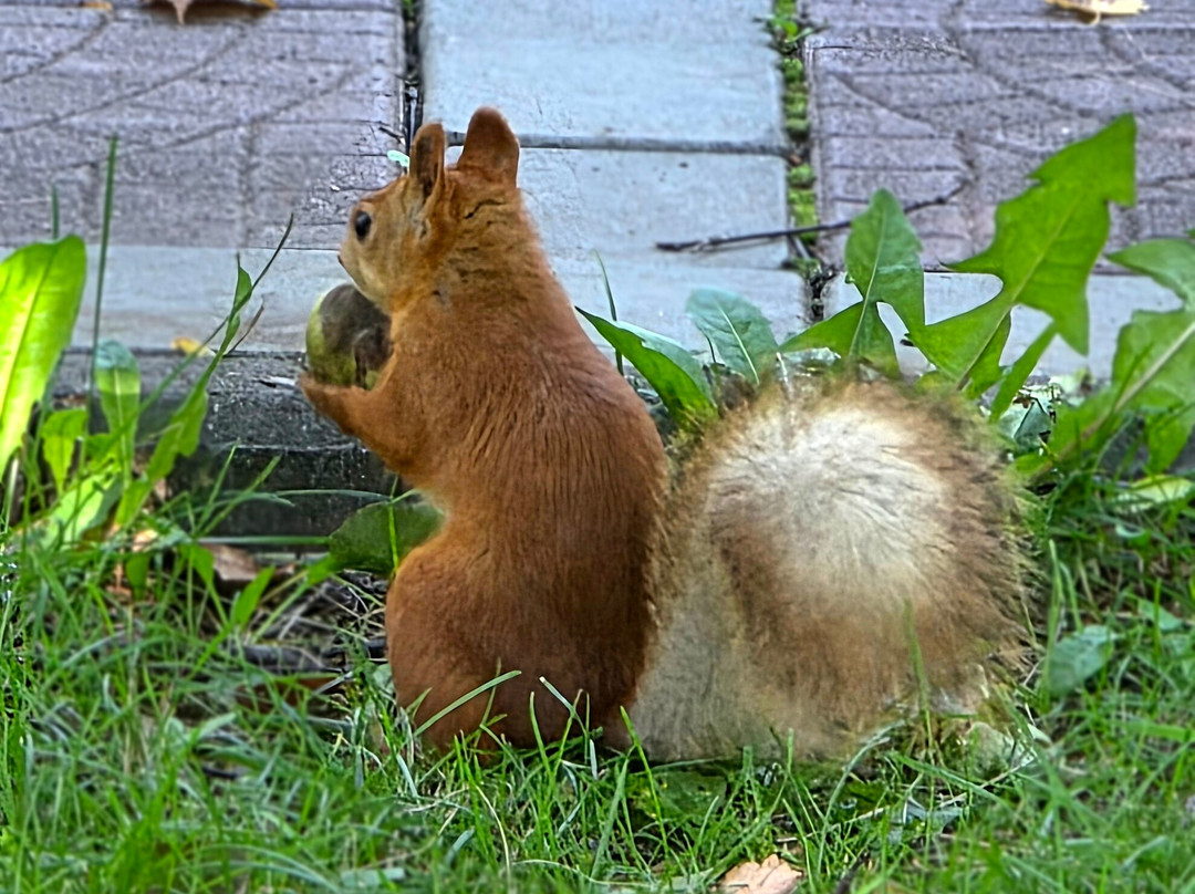 Narymskiy Park-新西伯利亚必去景点