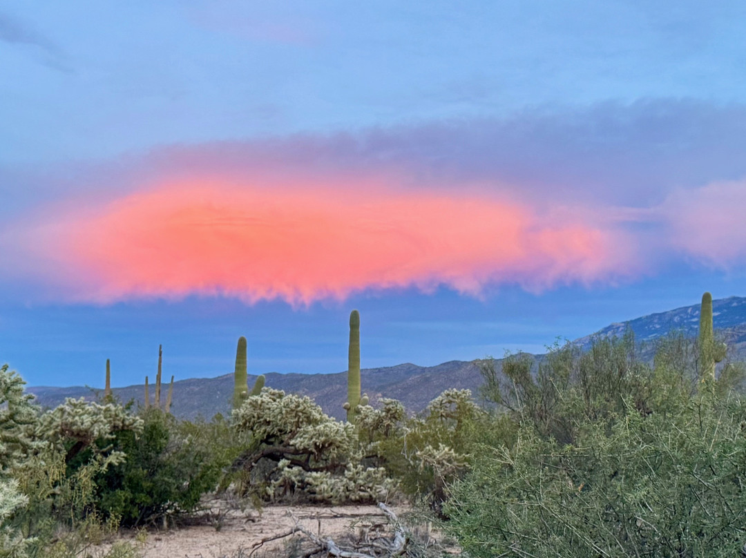 Saguaro National Park-图森必去景点