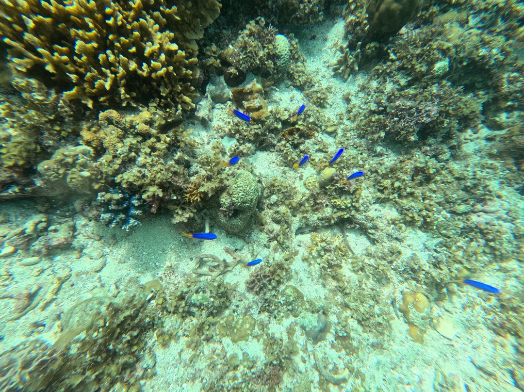 阿罗娜海盗潜水中心-塔拉瓦环礁必去景点