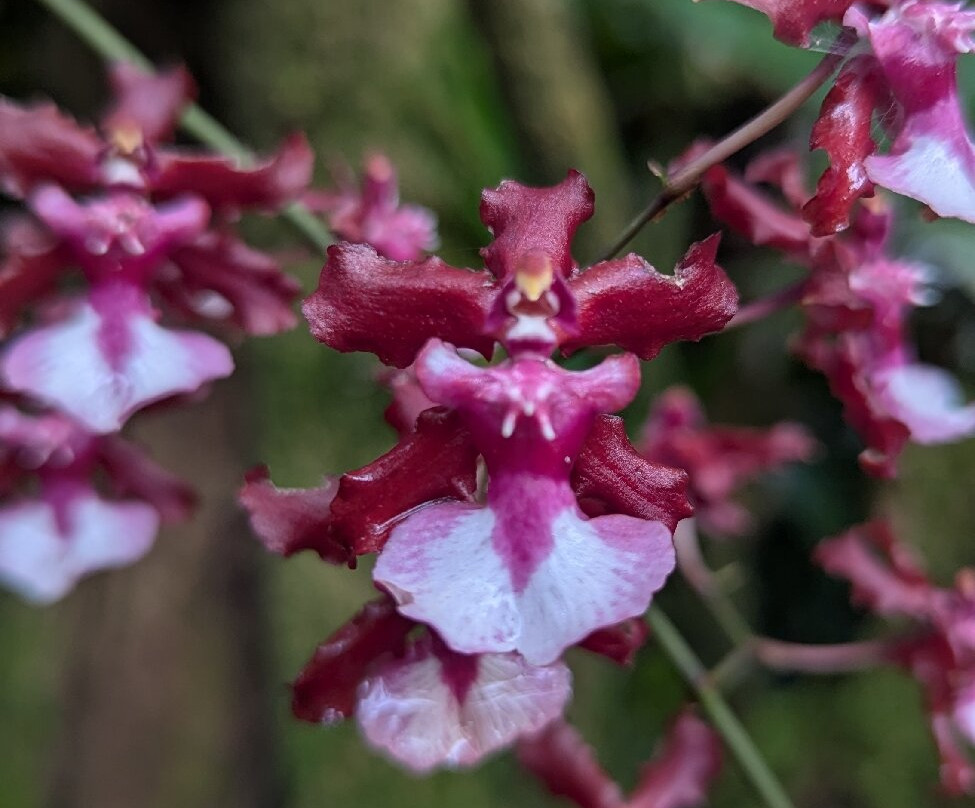 Monteverde Orchid Garden-圣埃伦娜必去景点